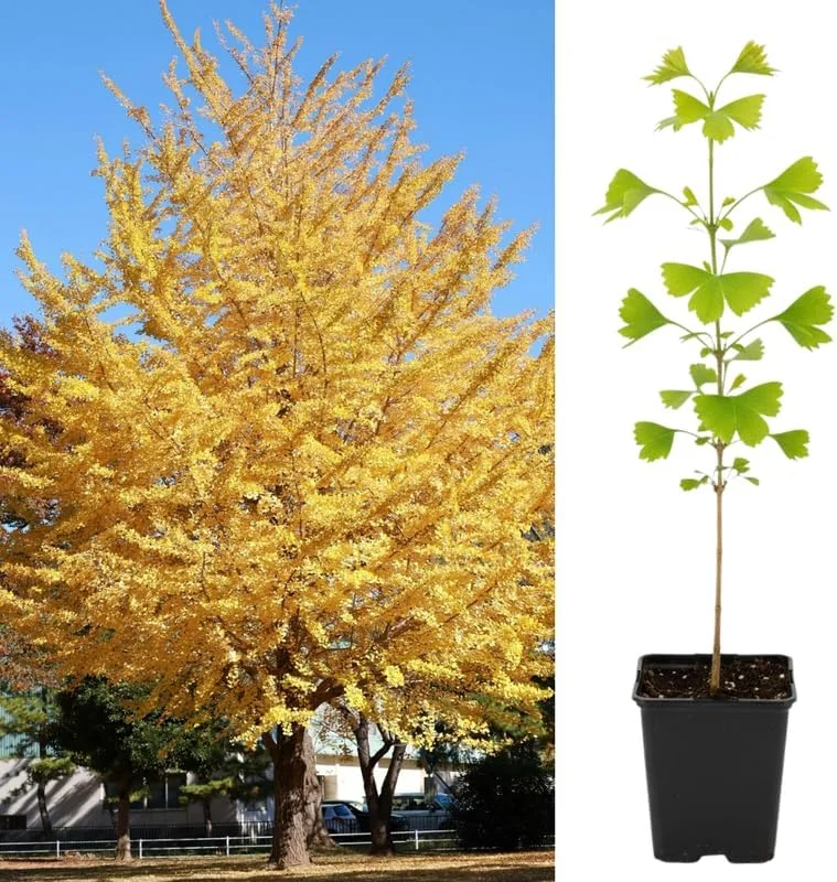 Ginkgo Tree Live Plant – 6-12 Inch Tall in Quart Pot – Outdoor Perennial - Image 2