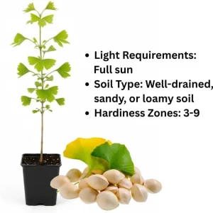 Ginkgo Tree Live Plant – 6-12 Inch Tall in Quart Pot – Outdoor Perennial - Image 3