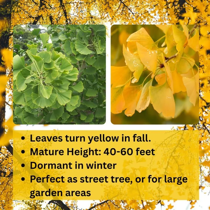 Ginkgo Tree Live Plant – 6-12 Inch Tall in Quart Pot – Outdoor Perennial - Image 4