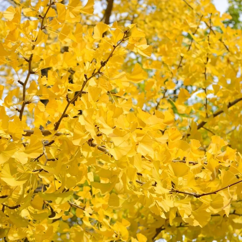 Ginkgo Tree Live Plant – 6-12 Inch Tall in Quart Pot – Outdoor Perennial - Image 6