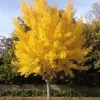 Ginkgo Tree Live Plant - 6-12 Inch Tall in Quart Pot, Perennial Outdoor - Image 1