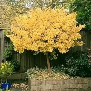 Ginkgo Tree Live Plant – Quart Pot – Hardy Outdoor Ornamental with Golden Fall Foliage - Image 3