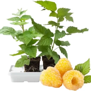 Glencoe Thornless Raspberry Live Plants - Set of 2, 5-9 Inches Tall, Outdoor Fruit - Image 2