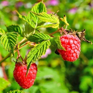 Glencoe Thornless Raspberry Live Plants - Set of 2, 5-9 Inches Tall, Outdoor Fruit - Image 3