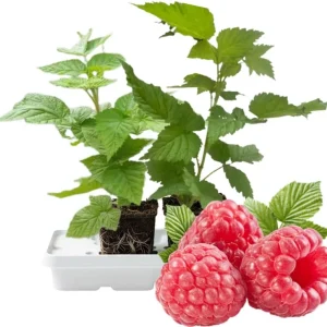 Glencoe Thornless Raspberry Live Plants - Set of 2, 5-9 Inches Tall, Outdoor Fruit - Image 4