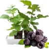 Glencoe Thornless Raspberry Live Plants - Set of 2, 5-9 Inches Tall, Outdoor Fruit - Image 1