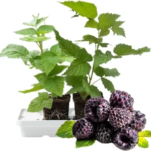 Glencoe Thornless Raspberry Live Plants - Set of 2, 5-9 Inches Tall, Outdoor Fruit - Image 1