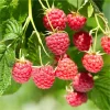 Glencoe Thornless Raspberry Plants - 2 Live Sweet Berry Bushes 4-9 Inches Tall, Zones 4-8 - Image 1