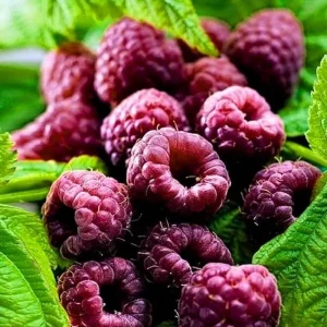Glencoe Thornless Raspberry Plants - 2 Live Sweet Berry Bushes 4-9 Inches Tall, Zones 4-8 - Image 3