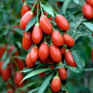 Goji Berry Live Plants - 2 Pack, 5-9 Inch Tall, Red Berries, Indoor/Outdoor Shrub - Image 2