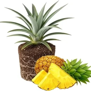 Gold Pineapple Live Plant – Tropical Fruit Seedling – 4-6 Inches Tall – Outdoor - Image 2