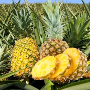 Gold Pineapple Plant Live, Edible Fruit Bearing Tree, 4-6 Inches Tall, Outdoor/Indoor - Image 4