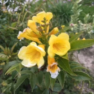 Gold Star Esperanza Plant or Seeds - Yellow Bell Trumpet Flower Bush, Yellow - Image 2