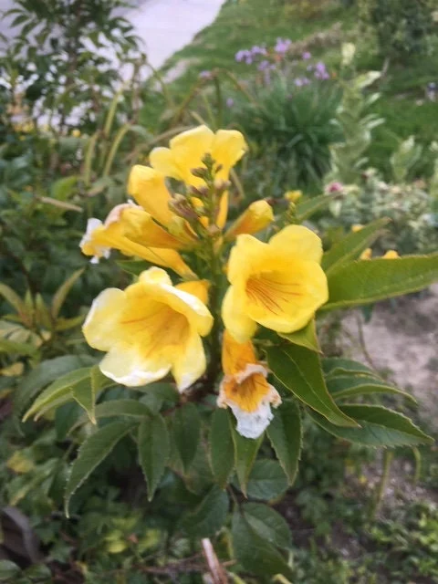 Gold Star Esperanza Plant or Seeds - Yellow Bell Trumpet Flower Bush, Yellow - Image 2