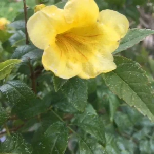Gold Star Esperanza Plant or Seeds - Yellow Bell Trumpet Flower Bush, Yellow - Image 3