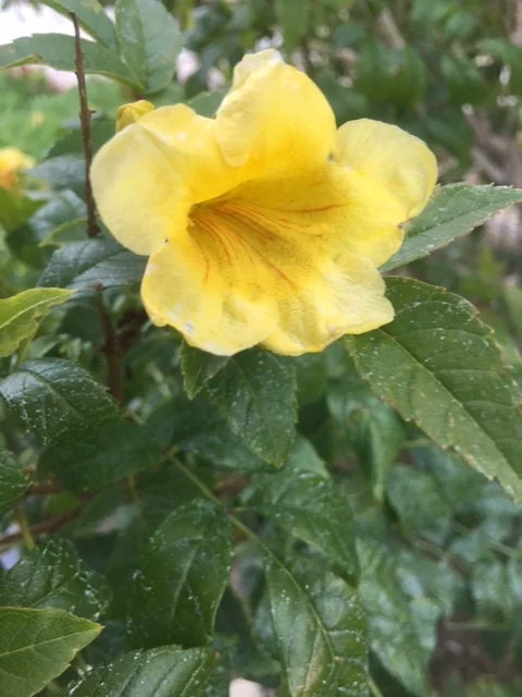 Gold Star Esperanza Plant or Seeds - Yellow Bell Trumpet Flower Bush, Yellow - Image 3