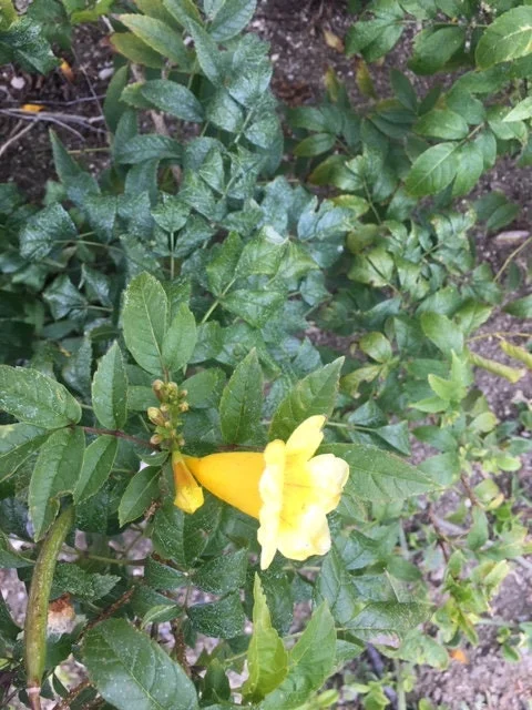 Gold Star Esperanza Plant or Seeds - Yellow Bell Trumpet Flower Bush, Yellow - Image 4
