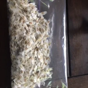 Gold Star Esperanza Plant or Seeds - Yellow Bell Trumpet Flower Bush, Yellow - Image 5