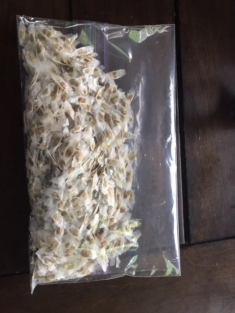 Gold Star Esperanza Plant or Seeds - Yellow Bell Trumpet Flower Bush, Yellow - Image 5