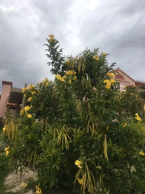 Gold Star Esperanza Plant or Seeds - Yellow Bell Trumpet Flower Bush, Yellow - Image 1