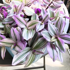 Gold Tradescantia Live Plant – 2.5 Inch Pot – Indoor Trailing Houseplant - Image 3