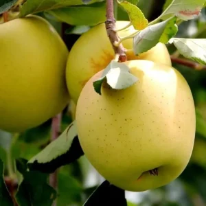 Golden Delicious Apple Tree Live Plant 4-5 Ft Tall - Sweet Yellow Apples, Outdoor - Image 4