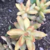 Golden Glow Sedum Cuttings - Live Succulent Plant, 3-5 inch, Outdoor - Image 1