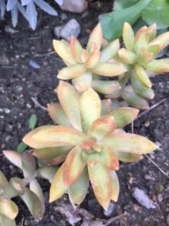 Golden Glow Sedum Cuttings - Live Succulent Plant, 3-5 inch, Outdoor - Image 1