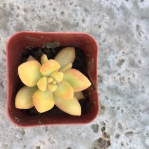 Golden Glow Sedum Cuttings - Live Succulent Plant, 3-5 inch, Outdoor - Image 2