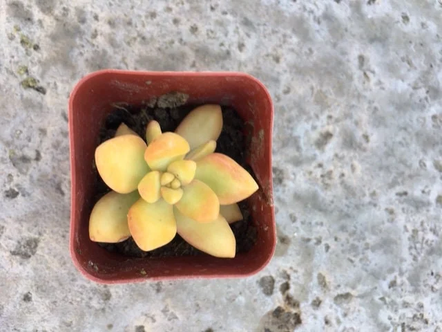 Golden Glow Sedum Cuttings - Live Succulent Plant, 3-5 inch, Outdoor - Image 2