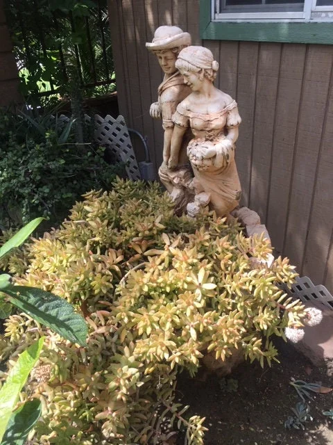 Golden Glow Sedum Cuttings - Live Succulent Plant, 3-5 inch, Outdoor - Image 3