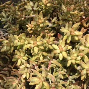 Golden Glow Sedum Cuttings - Live Succulent Plant, 3-5 inch, Outdoor - Image 4