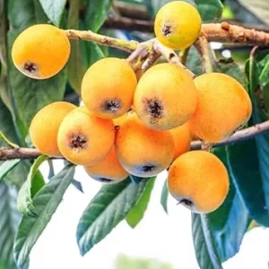 Golden Loquat Tree Live Plant – 6-10 Inch Tall Sweet Fruit Tree, Outdoor - Image 6
