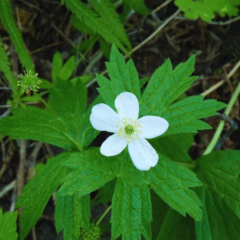 Golden Seal Plant Bare Roots – 10-Pack – 3-5 Inches Tall – Perennial Herb - Image 2