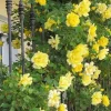 Golden Showers Climbing Rose Live Plant – Yellow Fragrant Bush Climber – 5-8 Inch Tall Starter - Image 1