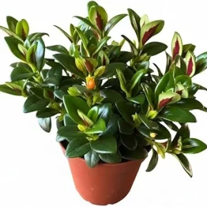 Goldfish Plant Live Houseplant – Lady Goldfish Variety – 4-Inch Potted Tropical Indoor Plant - Image 5