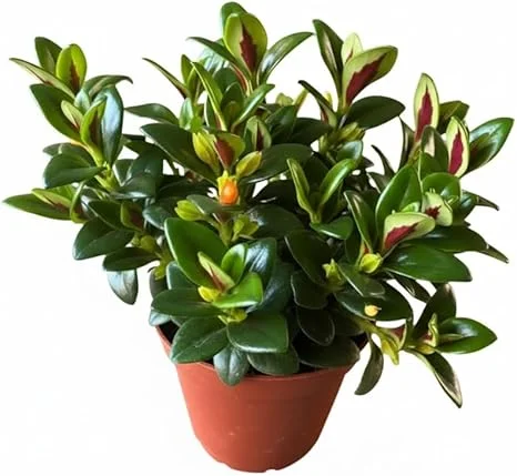 Goldfish Plant Live Houseplant – Lady Goldfish Variety – 4-Inch Potted Tropical Indoor Plant - Image 6