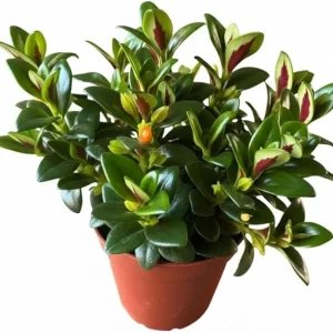 Goldfish Plant Live Houseplant – Lady Goldfish Variety – 4-Inch Potted Tropical Indoor Plant - Image 7