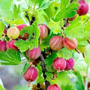 Gooseberry Bush Live Plant 5-9 Inch Tall - Sweet Red Fruit for Planting - Image 6
