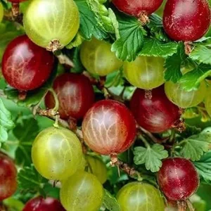 Gooseberry Live Plant, 5-9 Inch Tall, Sweet Berry Bush, Well-Rooted for Planting - Image 1
