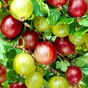 Gooseberry Live Plant Bush – 5-9 Inch Tall Starter for Fruit Garden - Image 5