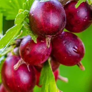 Gooseberry Live Plant – Fully Rooted Bush, 5-9 Inch Tall, Red Fruit - Image 4