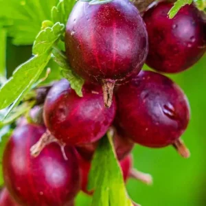 Gooseberry Live Plant – Fully Rooted Bush, 5-9 Inch Tall, Red Fruit - Image 7