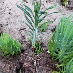 Gopher Purge (Euphorbia lathyris) Bare Root Plant - Natural Gopher & Mole Deterrent - Outdoor - 3-5 ft Tall - Image 2