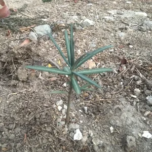 Gopher Purge (Euphorbia lathyris) Bare Root Plant - Natural Gopher & Mole Deterrent - Outdoor - 3-5 ft Tall - Image 4