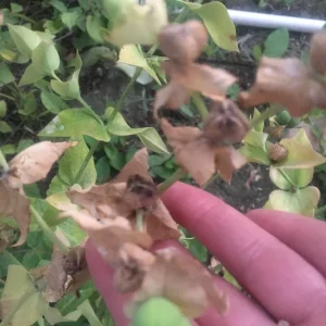 Gopher Purge (Euphorbia lathyris) Bare Root Plant - Natural Gopher & Mole Deterrent - Outdoor - 3-5 ft Tall - Image 5