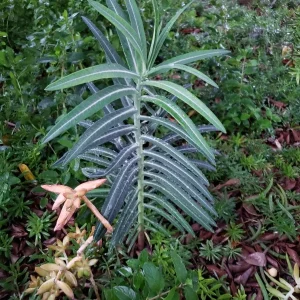 Gopher Purge (Euphorbia lathyris) Bare Root Plant - Natural Gopher & Mole Deterrent - Outdoor - 3-5 ft Tall - Image 1
