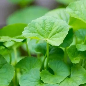 Gotu Kola Seeds - Large Leaf Centella Asiatica Seeds for Planting (500 Count) - Image 3