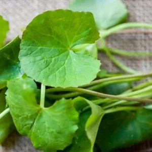 Gotu Kola Seeds - Large Leaf Centella Asiatica Seeds for Planting (500 Count) - Image 1