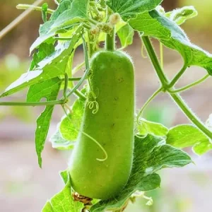 Gourd Vegetable Seeds for Planting – 20 Seed Pack – Grow Your Own Gourds - Image 5